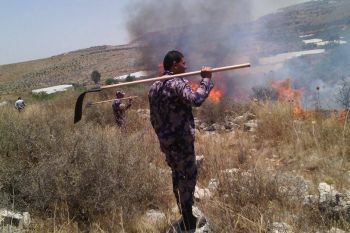 احتراق 1500 شجرة زيتون في حريق جنوب طولكرم
